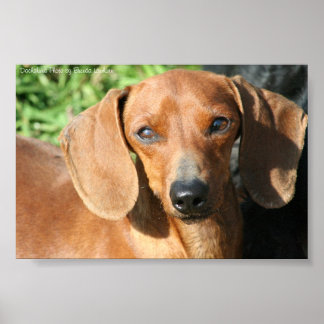 Poster Dachshund Red Smoothcoat Photo