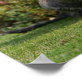 Poster Dachshund standard à poils de fil (Coin)