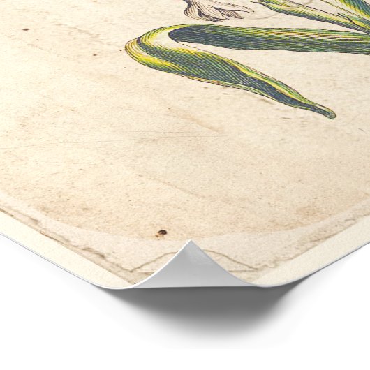 Poster d'affiche Botanique antique Tuberoses (Coin)