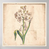 Poster d'affiche Botanique antique Tuberoses (Devant)