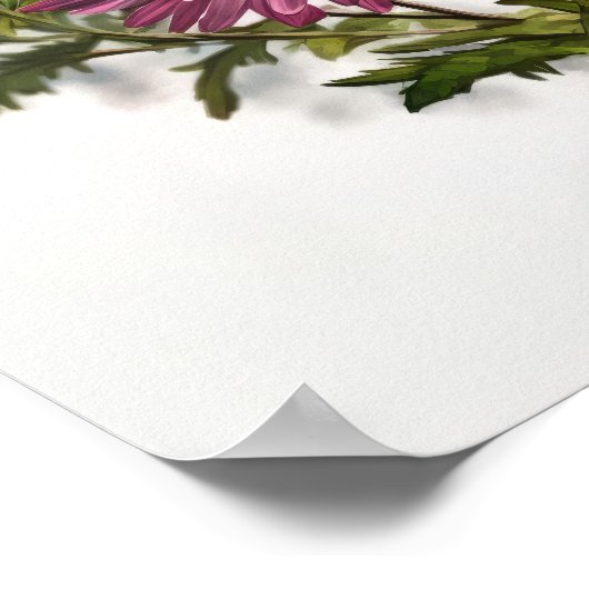 Poster d'affiche d'art rose Aster (Coin)