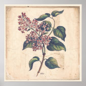 Poster d'affiche des plantes anciennes Lilac Fleur (Devant)