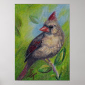 Poster d'affiche Little Miss Cardinal (Devant)