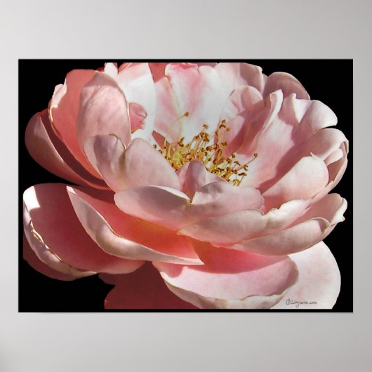 Poster d'affiche rose ancienne imprimé (Devant)