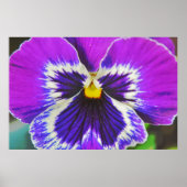 Poster d'affiche violet Pansy (Devant)
