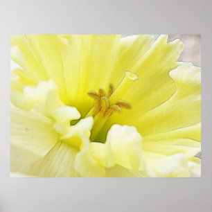 Poster Daffiner la jonquille de printemps