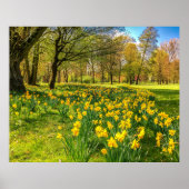 POSTER DAFFODIL (Devant)