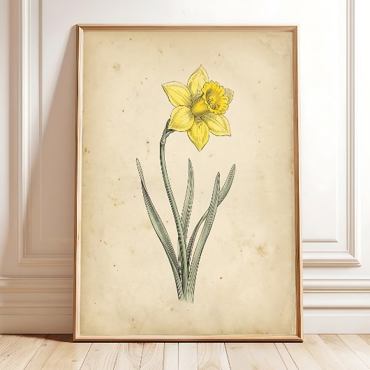Poster Daffodil Art Botanique Antique Mural