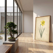 Poster Daffodil Art Botanique Antique Mural