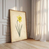 Poster Daffodil Art Botanique Antique Mural