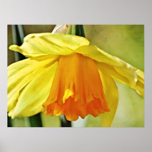 Poster Daffodil Fleur Photographie Imprimer
