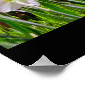 Poster Daffodil Hill (Coin)