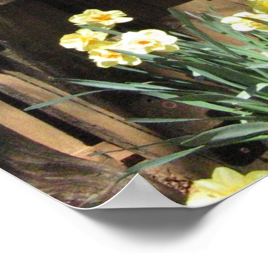 Poster Daffodil Hill Barn (Coin)