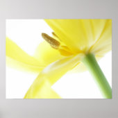 Poster Daffodil / Narcisse (Devant)