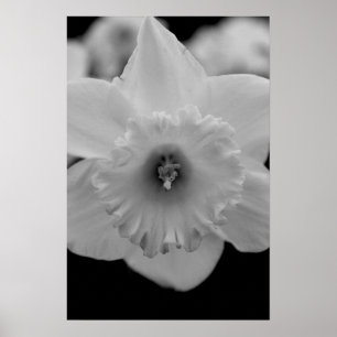 Poster Daffodile
