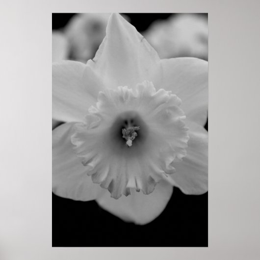 Poster Daffodile (Devant)