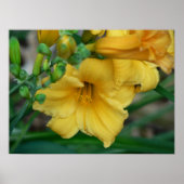 Poster Daffodile (Devant)