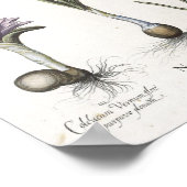 Poster Daffodile (Coin)