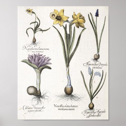 Poster Daffodile (Devant)