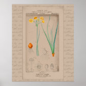 Poster Daffodile d'illustration botanique française 24X30 (Devant)