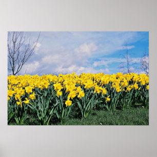 Poster Daffodiles de printemps, Shrewsbury, Shropshire, A