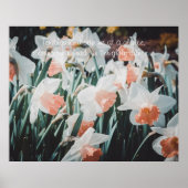 Poster Daffodiles d'orange blanc dans le jardin de printe (Devant)