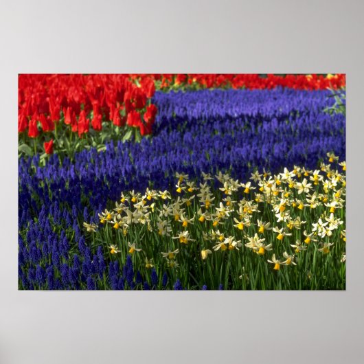 Poster Daffodiles, hyacinthe et tulipes (Devant)