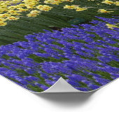 Poster Daffodiles, jacinthe de raisin et jardin de tulipe (Coin)