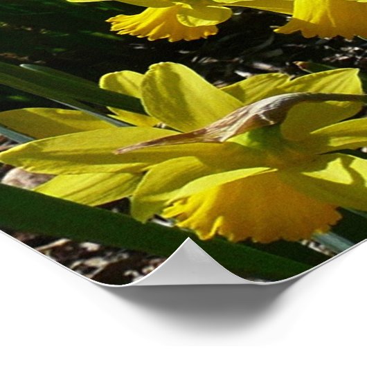 Poster Daffodiles jaunes et blancs Fleurs de printemps (Coin)