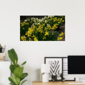 Poster Daffodiles jaunes et blancs Fleurs de printemps (Bureau à domicile)