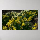 Poster Daffodiles jaunes et blancs Fleurs de printemps (Devant)
