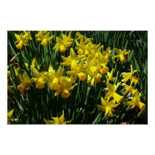Poster Daffodiles Jaunes I Fleurs De Printemps Cheveux