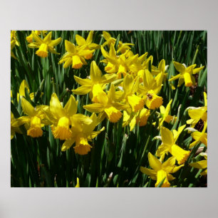 Poster Daffodiles Jaunes I Fleurs De Printemps Cheveux