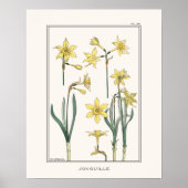 Poster Daffodiles Jaunes Verneuil Illustration (Devant)