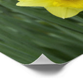 Poster Daffodiles RF) (Coin)