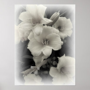 POSTER DAFFODILS ÉMERGENTS