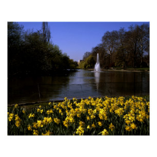 Poster Daffodils St James's Park Londres