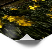 Poster Daffodils St James's Park Londres (Coin)