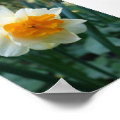 Poster Daffodique (Coin)