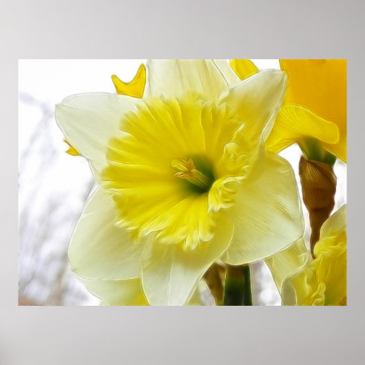 Poster Daffodique Blanc Et Jaune (Devant)