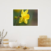 Poster Daffodique de printemps (Cuisine)