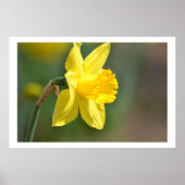 Poster Daffodique de printemps (Devant)
