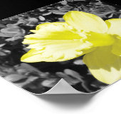 Poster Daffodique en fleur (Coin)