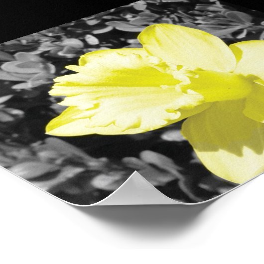 Poster Daffodique en fleur (Coin)