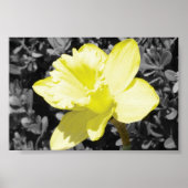 Poster Daffodique en fleur (Devant)