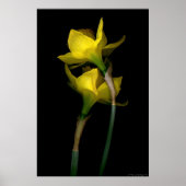 Poster Daffodique I (Devant)