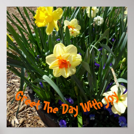 Poster Daffodique jaune (Devant)