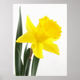 Poster Daffodique simple Jaune Narcisse