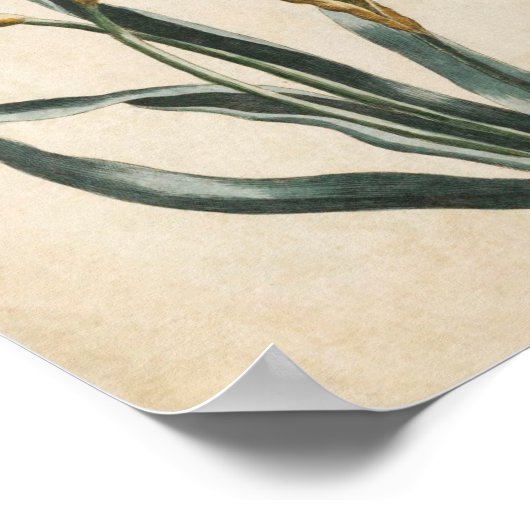 Poster Daffodique vintage de fleurs (Coin)