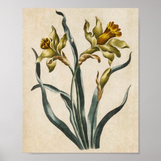 Poster Daffodique vintage de fleurs (Devant)